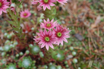 Fototapeta premium Sempervivum arachnoideum pink flowers. It is sometimes known as cobweb house-leek, is a species of flowering plant in the family Crassulaceae, native to the Alps, Apennines and Carpathians.