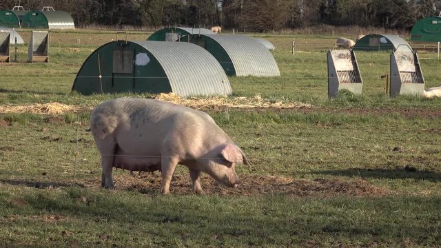 Pig farm female sow grazing in field England. Pig farming is the raising and breeding of domestic pigs as animal husbandry. Raised as food, pork, bacon, sausage, gammon and their skin or hide.