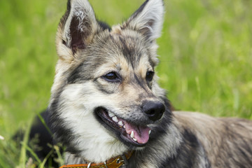 dog breed visigoth spitz