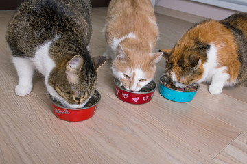 кошки едят из чашек