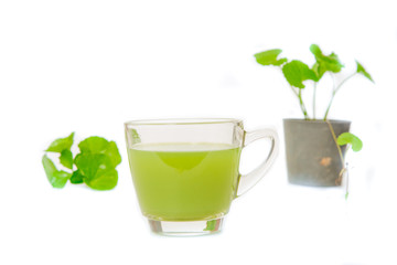 Gotu kola's leafs drink,gotu kola in black pot