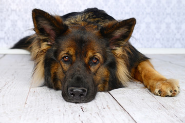 Portrait von einen Altdeutschen Schäferhund, der seinen Kopf auf einem weißen Holzboden abgelegt hat mit direkten Blick zum Betrachter. - 114711994