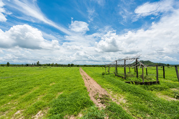 Fototapeta premium green field and blue sky