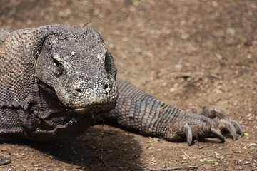 Komodo dragon crawling into the picture.