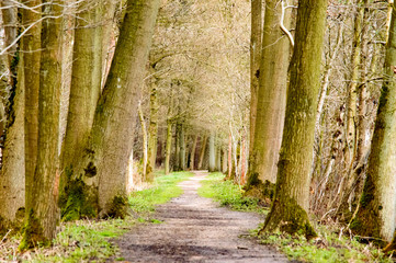 Path through woodland trees