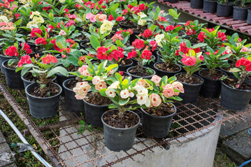 Euphorbia milii Flower in a garden