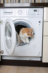 кот вылазит из стиральной машинки