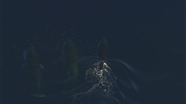 Minke Whales swimming