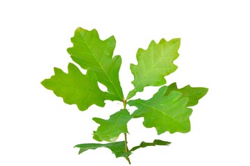 piccola quercia
