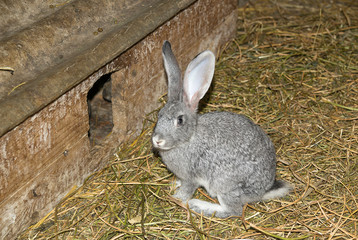 The rabbit is in the shed on the farm