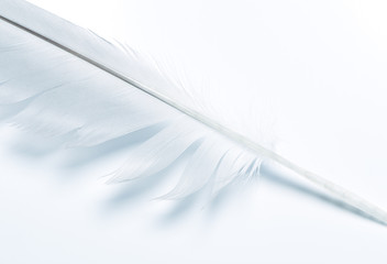 pen feather
