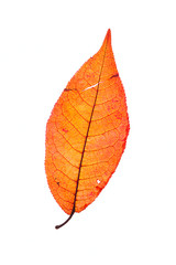 orange leaf on white