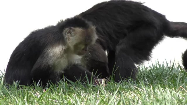 Capuchin monkey feeding