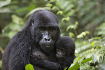 Portrait of wild free roaming mountain gorilla © Pedro Bigeriego