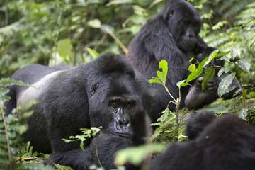 Portrait of wild free roaming mountain gorilla © Pedro Bigeriego