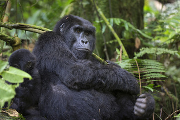 Portrait of wild free roaming mountain gorilla
