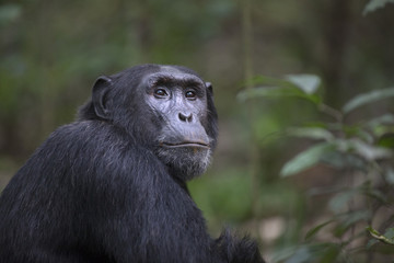 Fototapeta premium Chimpanzee portrait