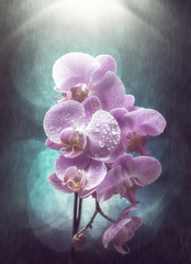 violet orchid