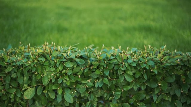 Background- Wall of green plants