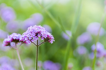 Purple verbena flowers