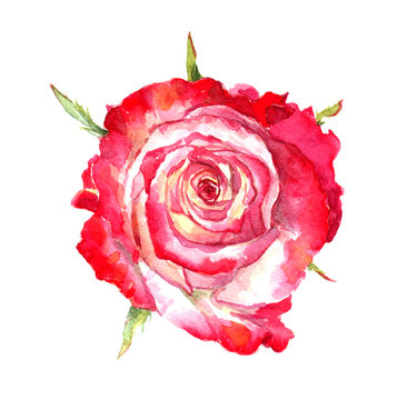 Red rose. Watercolor