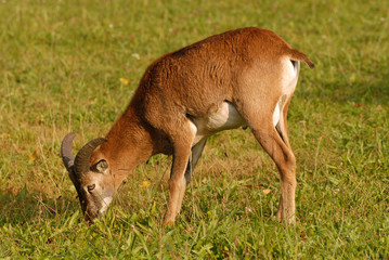 Resting young male mouflon sheep, warm spring weather