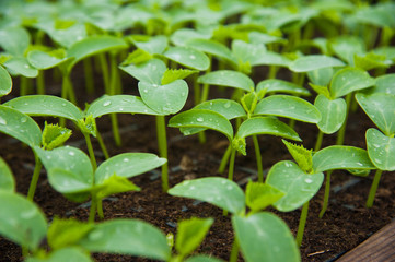 Young plants in greenhouse, close up