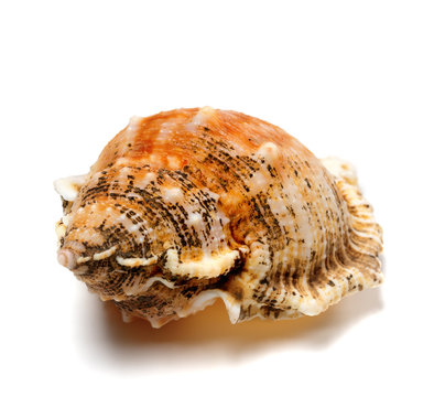 Shell of frog snail (Bursa bubo)