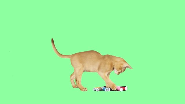 cat and a reel of thread on the green screen