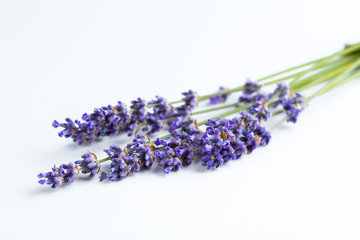 Lavender flowers isolated on white background