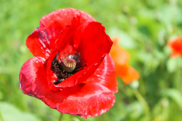 Red poppy
