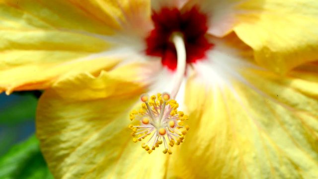 Hibiskus, Nahaufnahme der Bl&uuml;te