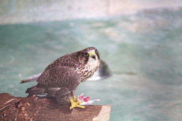 Хищная птица обедает