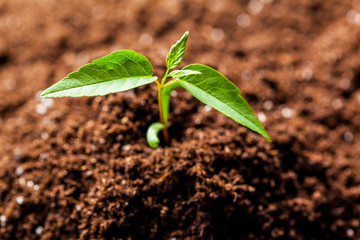 Growing Young Green Corn Seedling Sprouts in Cultivated Agricultural Farm Field