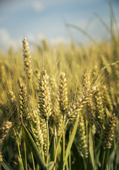 Fototapeta premium Wheat field