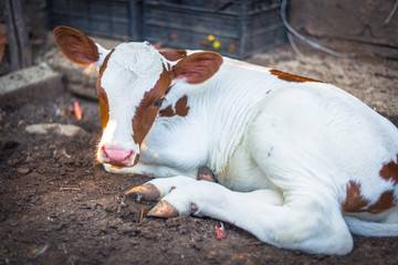 newborn calf resting