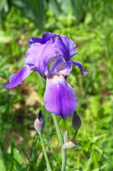 Purple Iris barbatus 