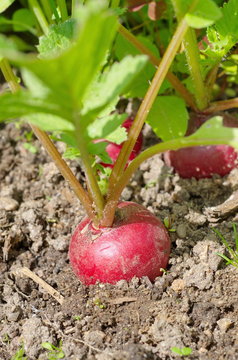 Red radishes in the garden