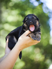German shepherd puppies outside next fence

