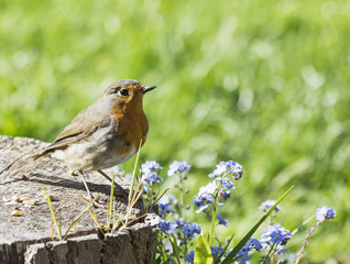 Robin, Erithacus rubecula, perched on log with dead space for te