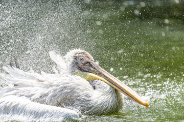 White Pelican Bird In Wilderness Delta Water