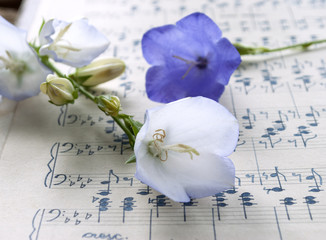 Obraz premium Altes handgeschriebenes Notenblatt mit Glockenblumen (Campanula) in blau und weiß, Hintergrund, Textur