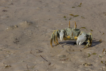 A ghost crab playing on a beach at Bazaruto Island, Mozambique, Africa