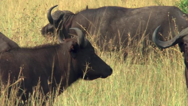 Cape buffalo bull up close on African savanna