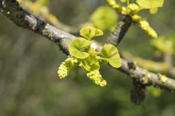 Young leafs of Ginkgo Biloba