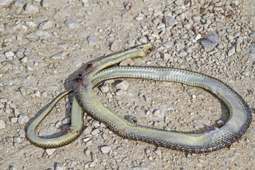 Opfer des Strassenverkehrs