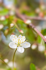 cherry flower macro on a blured background