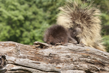 Porcupine Mother and Baby