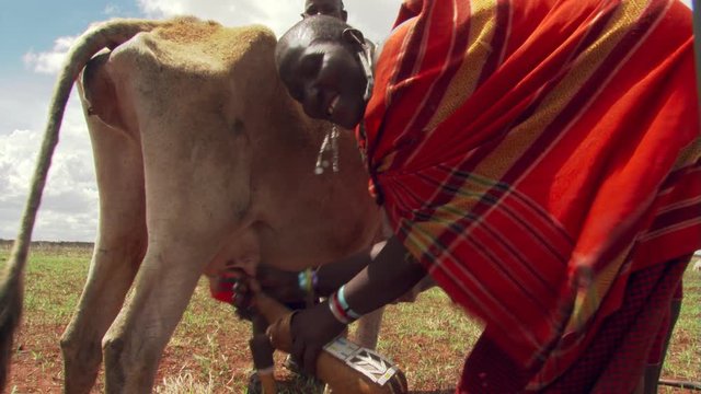 Masai woman milking a cow
