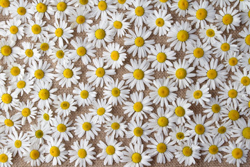 Beautiful flowers Daisy lying on a grey background on the table © maartta